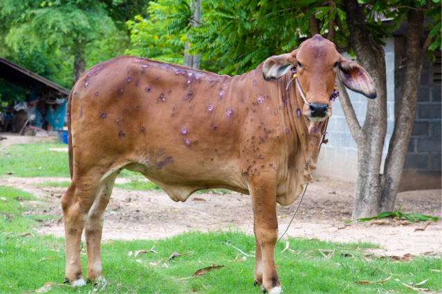 Neue Tierseuche bedroht Rinder in Europa Lumpy Skin Disease sorgt für Alarm